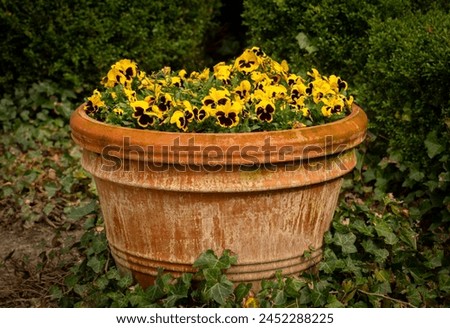 Garden flower pot with blooming violets