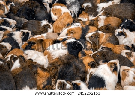 A group of Guinea Pigs live and snuggle together in a farm