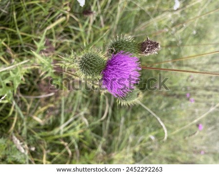 Purple milk thistle flower close up, photo on a green meadow on a sunny summer day.