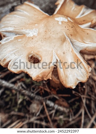 Milky, a genus of lamellar mushrooms of the Russula family. Close-up photo in the forest.