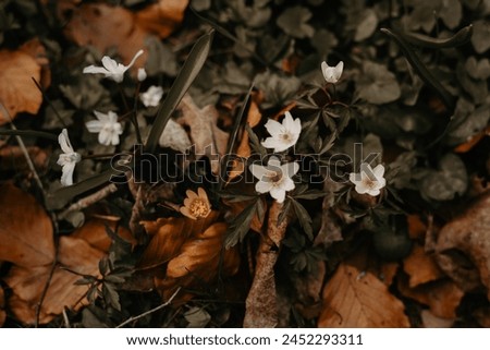 Wild wood anemone spring flowers and leaves covering the ground outdoors in the nature. Photo taken in Sweden.