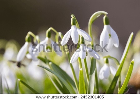 Galanthus nivalis, the snowdrop or common snowdrop Royalty-Free Stock Photo #2452301405