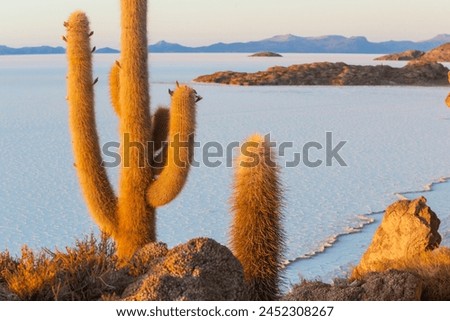 Big cactus on Incahuasi island, salt flat Salar de Uyuni, Altiplano, Bolivia. Unusual natural landscapes deserted solar travel South America Royalty-Free Stock Photo #2452308267