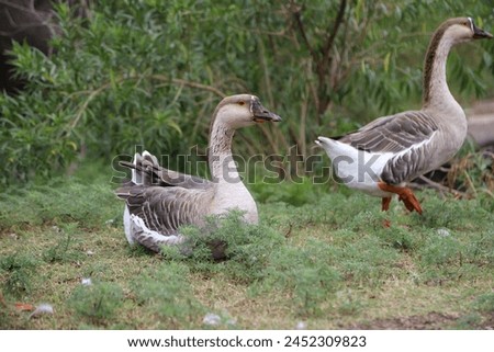 Chinese goose in the wild. Goose resting lying in the grass. domestic bird Farm animal. Fauna.