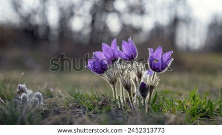 Pulsatilla grandis - a large bunch of purple coneflower flowers growing in a spring coneflower meadow with beautiful bokeh.