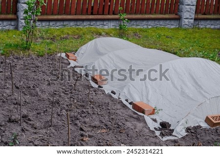 Weed Suppressant Fabric Covering a Bed in a Walled Organic Vegetable Garden. High quality photo