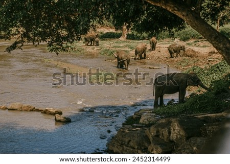 Elephants walk around the pond on a hot day