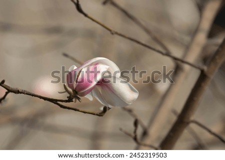 Beauty of Nature, detail of Texture and Pattern , curve of the petal from Blooming Magnolia Flowers
