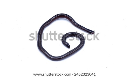 Brahminy Blind snake - Indotyphlops braminus - non venomous fossorial nocturnal species found in leaf litter from Asia or Africa but have spread worldwide. Dorsal top view isolated on white background