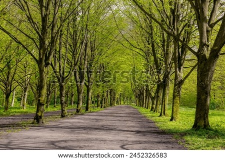 Beautiful spring background with pathway through the wood, Young green leaves with blur people running exercise, Rows of big trees along the walkways, Amsterdamse Bos (Forest) Amsterdam, Netherlands.