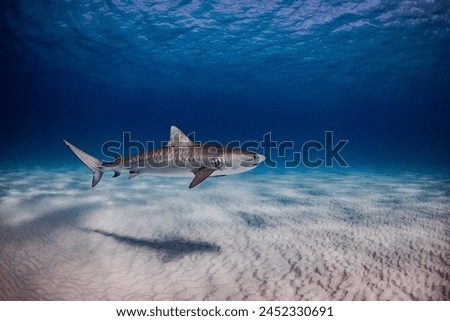 Beautiful, juvenile female tiger shark named Harlequin swimming in blue Bahamian waters off Bimini Island, The Bahamas.