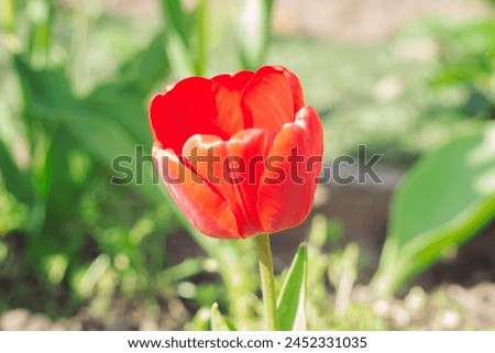 A red flower with a green stem is in a garden. The flower is the main focus of the image, and it is surrounded by green leaves and grass. Concept of natural beauty and tranquility