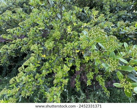 Firethorn, Pyracantha coccinea decorative shrub. Dog apple, Chinese firethorn. Red firethorn, green leaves and flowers blooming in spring. Royalty-Free Stock Photo #2452331371