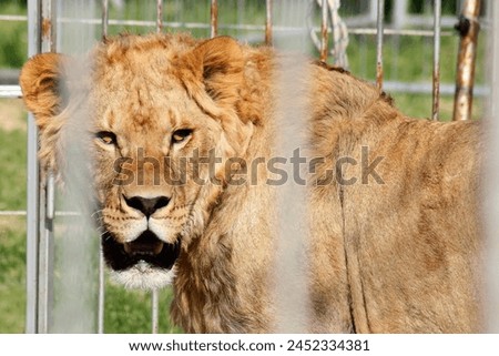 Close-up portrait of a lion, capturing its calm and regal expression. The blurred background enhances the focus on the lion. Taken from a low angle, the image conveys the lions imposing presence.