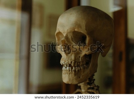 Human skeleton skull neck, spine and shoulders isolated in hall. study of the human skeleton, skull