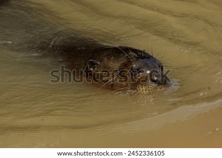 Giant river otter ,Pteronura brasiliensis, Endangered specie,Cuiabá River,Pantanal, Mato Grosso, Brazil