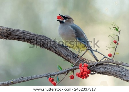 Cedar waxwing eating red berry Royalty-Free Stock Photo #2452337319