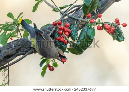 Cedar waxwing eating red berry Royalty-Free Stock Photo #2452337697