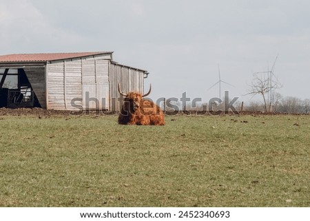 Scottish hairy bulls in a paddock on a wooden barn background.Bighorned hairy red bulls and cows .Highland breed. Farming and cow breeding