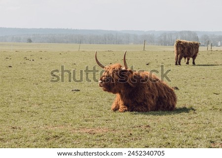 Scottish hairy bulls in a paddock.Highland breed. Bighorned hairy red bulls and cows .Farming and cow breeding.Scottish cows in the pasture in the sunshine