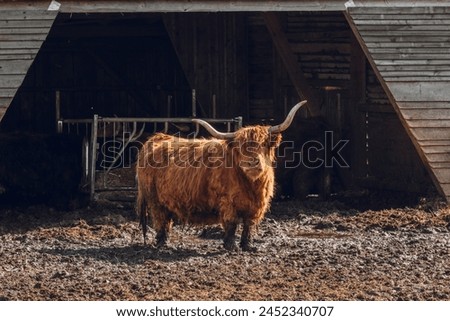 Scottish hairy bulls in a paddock on a wooden barn background.Bighorned hairy red bulls and cows .Highland breed. Farming and cow breeding.Scottish cows in the pasture in the sunshine