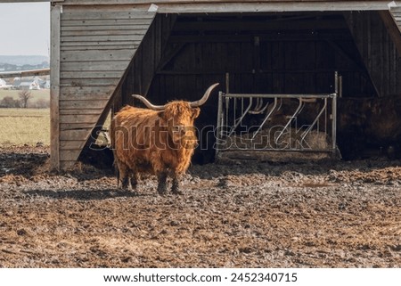 Scottish hairy bulls on a wooden barn background.Bighorned hairy red bulls and cows .Highland breed. Farming and cow breeding.Scottish cows in the pasture in the sunshine