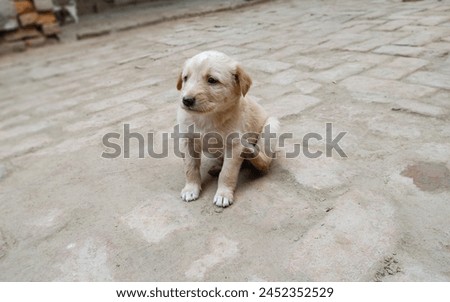 Picture of a dog sitting on the ground