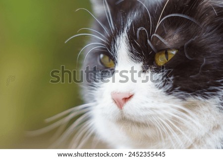 Pictures of cats staring somewhere