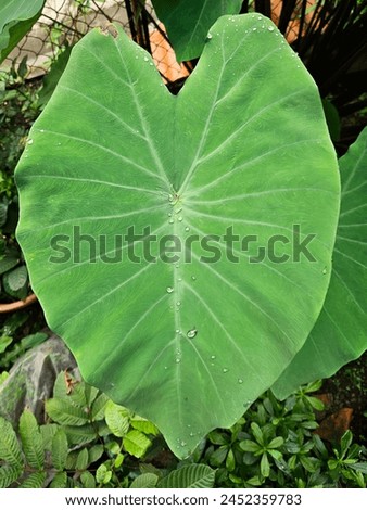 Green leaves of tropical plants set of bush leaves outdoors, colocasia esculenta leaf