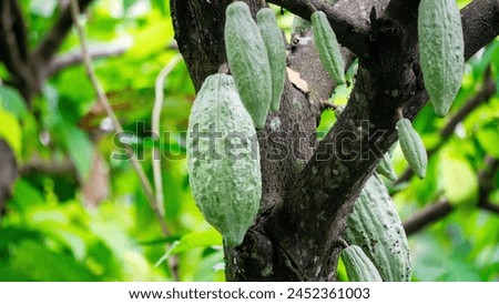 Theobroma cacao, cacao tree, cocoa tree, coklat, 
Its seeds, cocoa beans, are used to make chocolate liquor, cocoa solids, cocoa butter and chocolate Royalty-Free Stock Photo #2452361003
