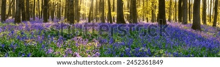 Beautiful spring panorama in a woodland forest with Bluebell carpet Royalty-Free Stock Photo #2452361849