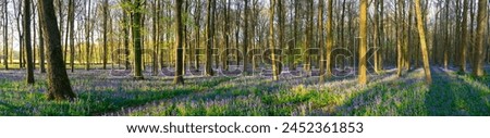 Beautiful spring panorama in a woodland forest with Bluebell carpet Royalty-Free Stock Photo #2452361853