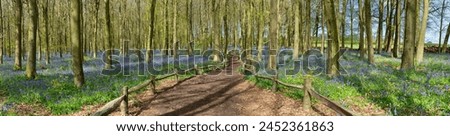 Beautiful spring panorama in a woodland forest with Bluebell carpet Royalty-Free Stock Photo #2452361863