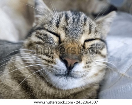 Cute tabby cat under gray plaid. Pet warms under a blanket in cold winter weather. a gray and white cat sleeping under a blanket. Pets friendly and care concept. domestic cat on sofa. Portrait Cat Royalty-Free Stock Photo #2452364507