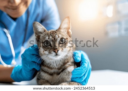 Veterinarian examining pet on table in veterinary clinic, Veterinary caring of a cute cat, healthcare of your pet. Pet Health Check Up. Caring Veterinarian Examining And Comforting a Cat During Royalty-Free Stock Photo #2452364513