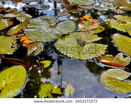 lotus leaves on the pond