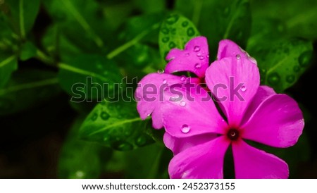 A pink flower is with raindrops in it sparkling as pearl