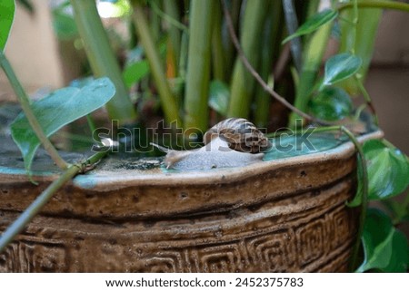 Slugs on the edge of an ancient tub with green plants.