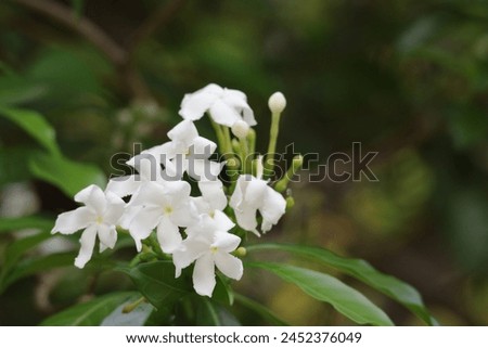 Close-up photo of beautiful white jasmine flowers on a jasmine tree in a tropical forest.
