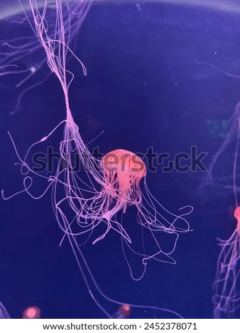 Jellyfish with a light at aquarium Royalty-Free Stock Photo #2452378071
