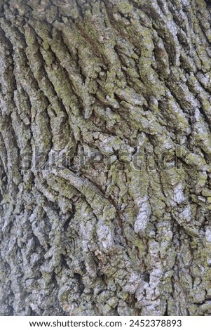 Old maple tree close up of bark to make a great background texture