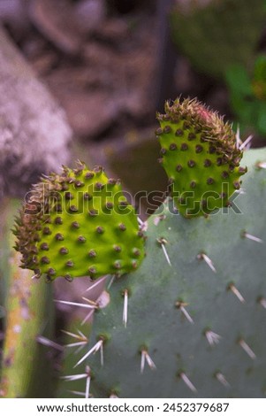 cactus, opuntia, leaf, thorn, prickly pear, prickly, pear, flower, close up, garden, leaves, fruit, green, indian fig, fig, indian, plant, nopales, summer, sabra, exotic, close-up, cacti, nature, tree Royalty-Free Stock Photo #2452379687