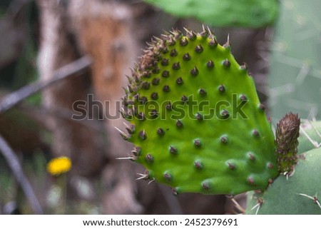 cactus, opuntia, leaf, thorn, prickly pear, prickly, pear, flower, close up, garden, leaves, fruit, green, indian fig, fig, indian, plant, nopales, summer, sabra, exotic, close-up, cacti, nature, tree Royalty-Free Stock Photo #2452379691