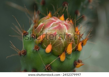 prickly, pear, prickly pear, cactus, fruit, opuntia, indian fig, fig, indian, leaf, green, nopales, summer, close up, sabra, exotic, thorn, close-up, cacti, plant, nature, tree, desert, red, flower. Royalty-Free Stock Photo #2452379997