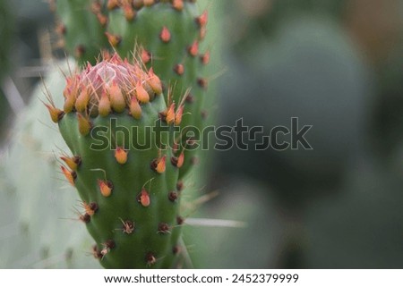 prickly, pear, prickly pear, cactus, fruit, opuntia, indian fig, fig, indian, leaf, green, nopales, summer, close up, sabra, exotic, thorn, close-up, cacti, plant, nature, tree, desert, red, flower. Royalty-Free Stock Photo #2452379999