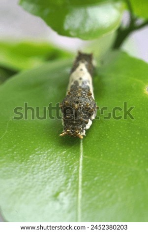 Papilio demoleus caterpillar crawl on lime leaf                       