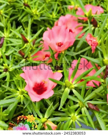 Rose moss flower plant, a beautiful picture of pink colour flower plant 
