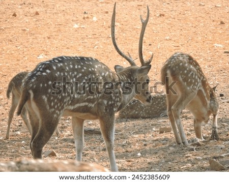 Captivating deer picture showcasing the grace and beauty of nature.