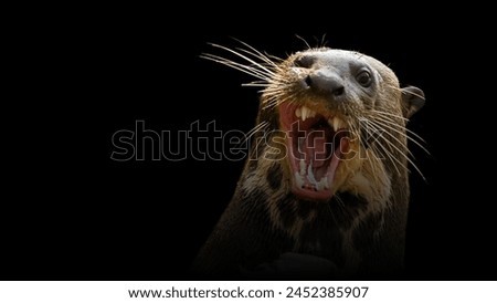 Wild giant river otter in the dark of night. Warm light with black background.