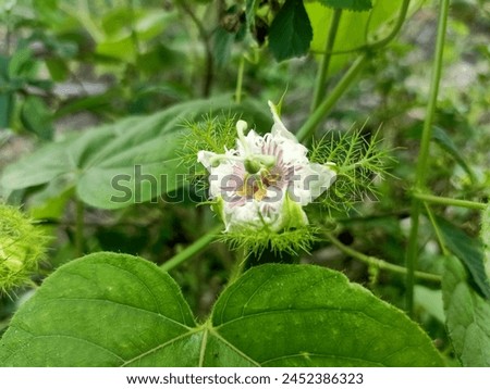 Pultak-pultak is a wild plant that is often eaten by mountain children. It tastes very sweet. This pultak-pultak has very beautiful flowers as pictured and will soon bear fruit. The taste of the fruit